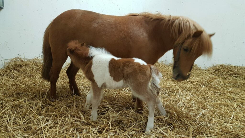 20190426_185351 Élevage de poneys dès la naissance