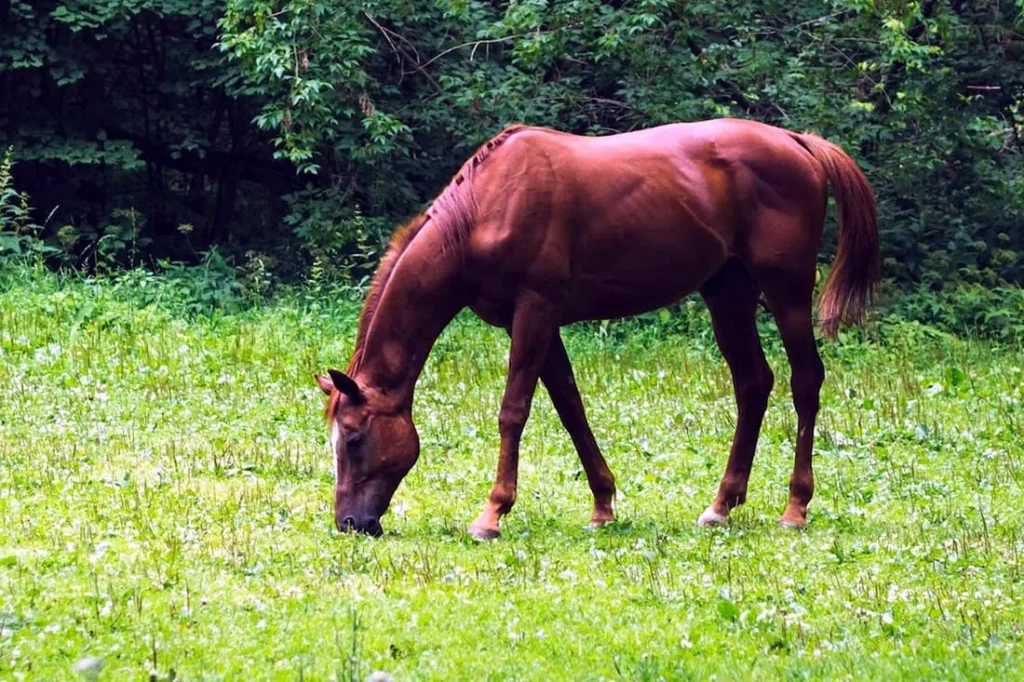 Transition-Horse-to-Spring-Pasture Élevage de poneys dans une environnement sain